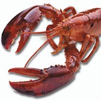 SecretLobster