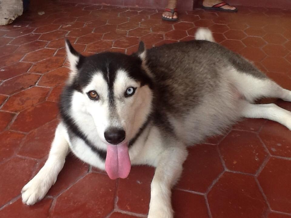 husky21.thumb.jpg.28a9b6c3585892c130b64053d64bdc20.jpg