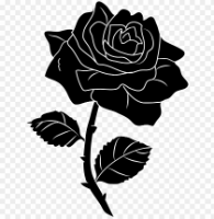 Black Rose